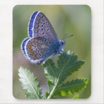 blue butterfly mousepads