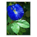 Blue Butterfly Pea Blossom cards