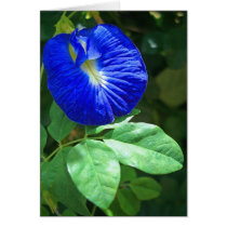 Blue Butterfly Pea Blossom cards by joeyartist Blue Butterfly Pea Blossom cards