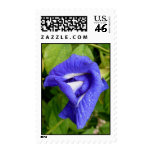 Blue Butterfly Pea Vine Stamps