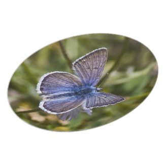 Blue Butterfly Plate plate