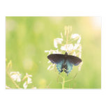 Blue Butterfly Post Cards