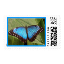 Blue butterfly postage stamp