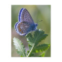 blue butterfly postcards by VioDePhoto blue butterfly postcards