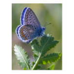 blue butterfly postcard