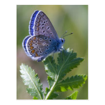 blue butterfly postcard