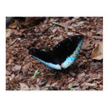 Blue Butterfly postcards