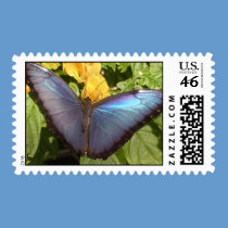 Blue butterfly stamp stamps