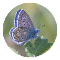 blue butterfly stickers