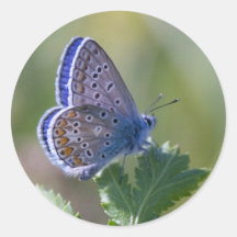 blue butterfly stickers