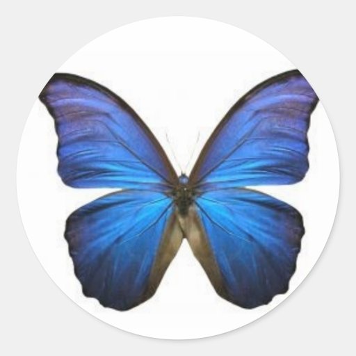 Blue Butterfly Stickers Zazzle