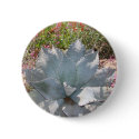 Blue cactus buttons by MCMILLENPHOTO Blue cactus buttons