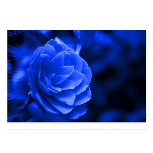 blue camelia postcard