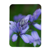Blue Campanula Flowers Premium Magnet