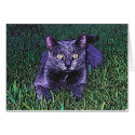 BLUE CAT cards by Chriscat BLUE CAT cards