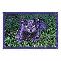 BLUE CAT posters by Chriscat BLUE CAT posters