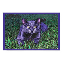 BLUE CAT posters