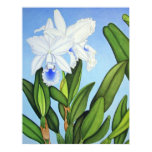 orchids, botanical, tropicals, cattleya, flora,