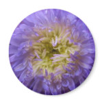 blue, purple, flower, china aster, aster,