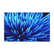 Blue Chrysanthemum flower canvas print canvas prints