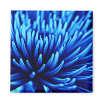 Blue Chrysanthemum flower fridge magnet magnets