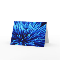 Blue Chrysanthemum flower greetings card cards