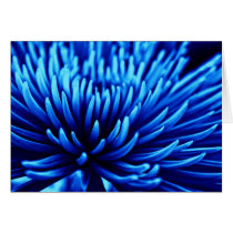 Blue Chrysanthemum flower note card cards