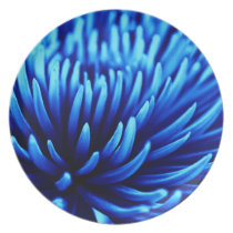 Blue Chrysanthemum flower  plate plates