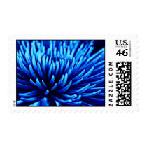 Blue Chrysanthemum flower postage stamps stamps