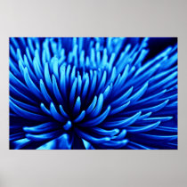 Blue Chrysanthemum flower poster print posters