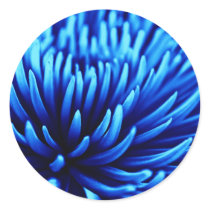 Blue Chrysanthemum flower round stickers stickers