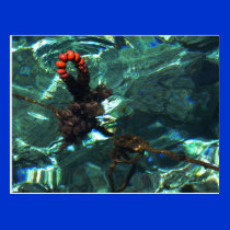Blue clear oceonwater Santorini Greece postcards