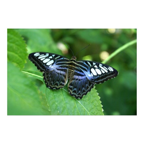 Blue Clipper print