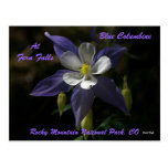 Blue Columbine At Fern Falls Post Cards