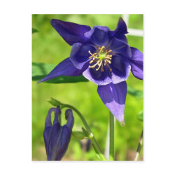 Blue Columbine Postcard postcard