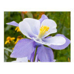 Blue Columbine Postcards