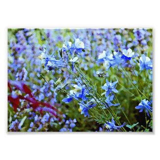 Blue Columbines - Flowers zazzle_photoenlargement
