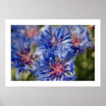 Blue Corn Flower posters