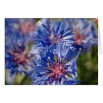 Blue Cornflower cards by mlane53 Blue Cornflower cards