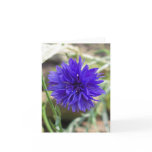 Blue cornflower greeting card