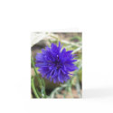 Blue cornflower cards