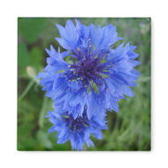 Blue Cornflower Magnet magnet