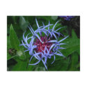 Blue Cornflower postcards