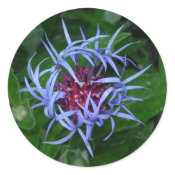 Blue Cornflower sticker sticker