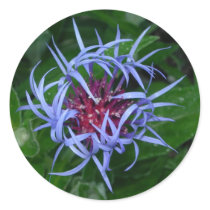 Blue Cornflower sticker