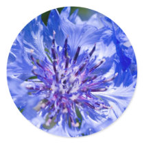 Blue Cornflower stickers by mlane53 Blue Cornflower stickers
