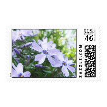 Blue Creeping Phlox Up Close Postage Stamps