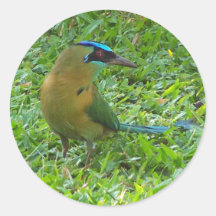 Blue-crowned Motmot Round Stickers