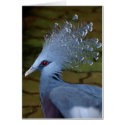 Blue Crowned Pigeon Card by Gilliand_Photo Blue Crowned Pigeon Card