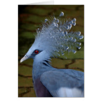 Blue Crowned Pigeon Card by Gilliand_Photo Blue Crowned Pigeon Card